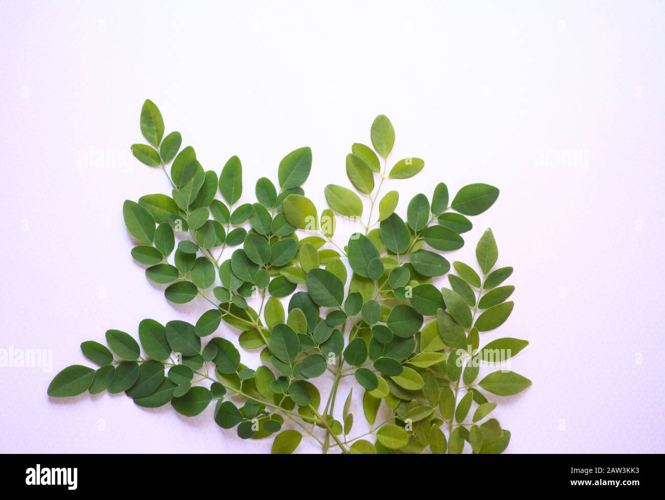 Fresh leaves of a tree from India Stock Photo