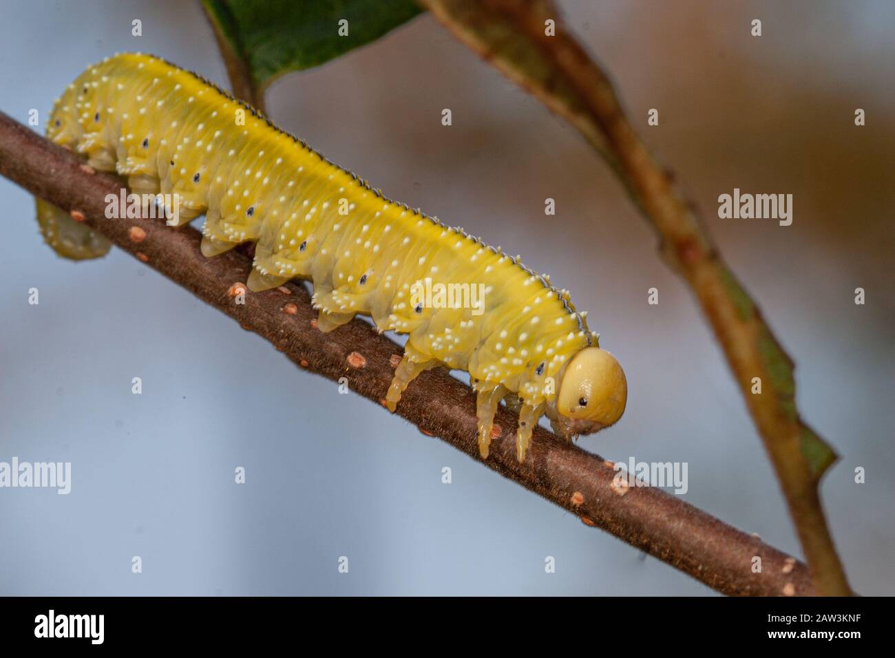Elm sawfly larvae - Cimbex americana, Stock Photo