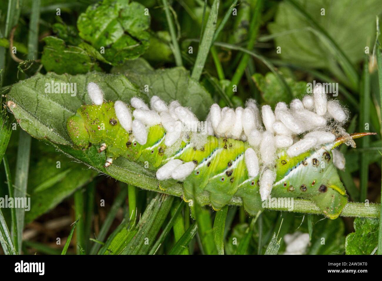 Wasp cocoons hi res stock photography and images Alamy