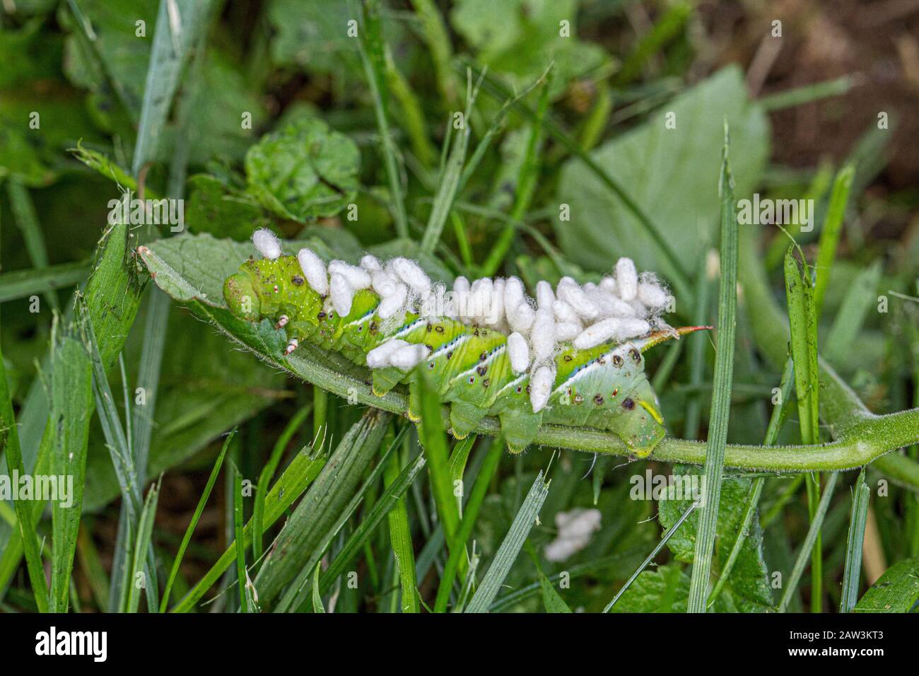Tomato Hornworm - Manduca quinquemaculata with Braconidae wasp cocoons ...