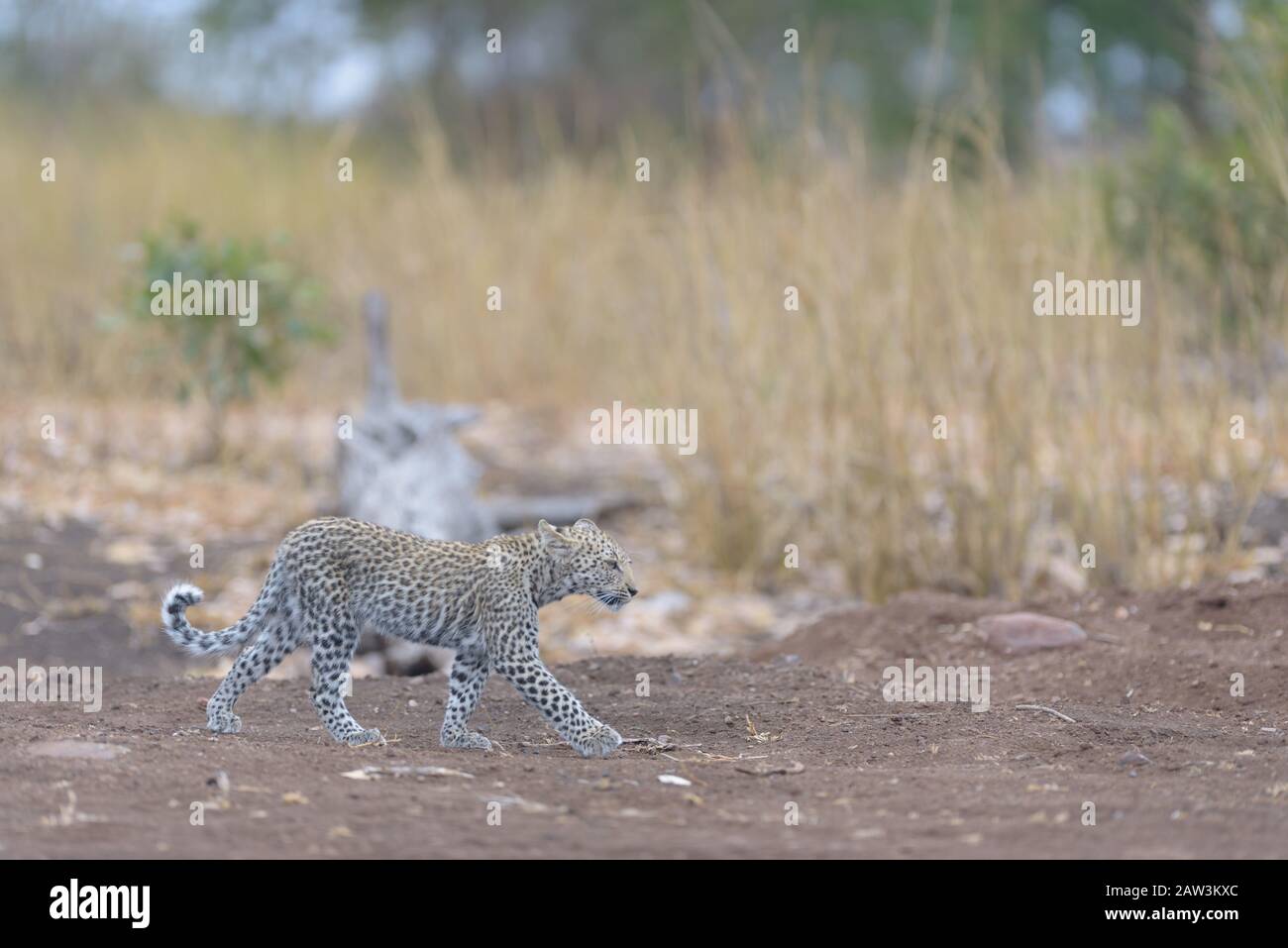 Leopard cub, baby leopard portrait in the wilderness Stock Photo - Alamy