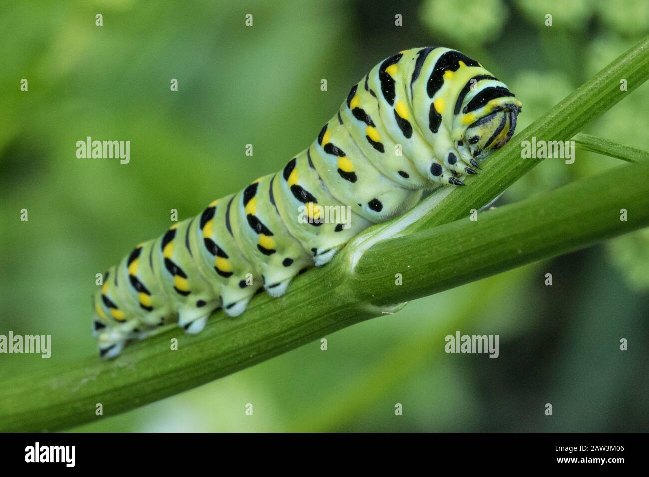 A black swallowtail caterpillar Stock Photo