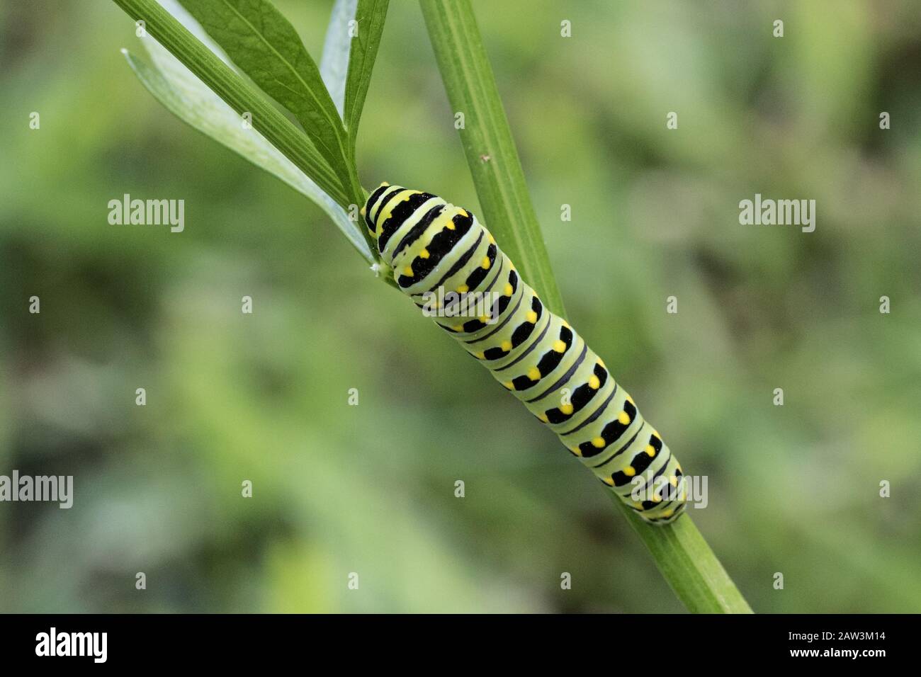 A black swallowtail caterpillar Stock Photo