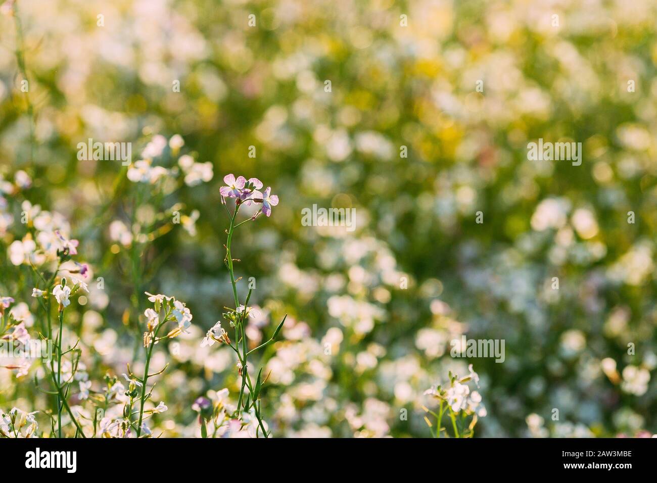 Flowering Wild Radish Or Jointed Charlock Or Cultivated Radish. Early Summer. Agricultural Background. Raphanus Sativus Stock Photo