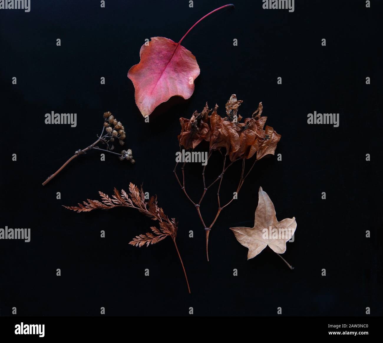 An arrangement of autumn leaves, seed pods and fern frond on a dark background Stock Photo