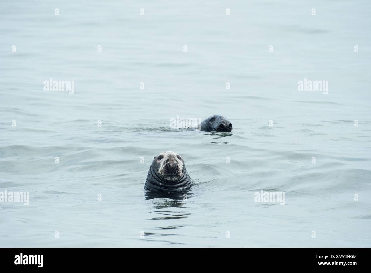 Two grey seals play together in the ocean Stock Photo