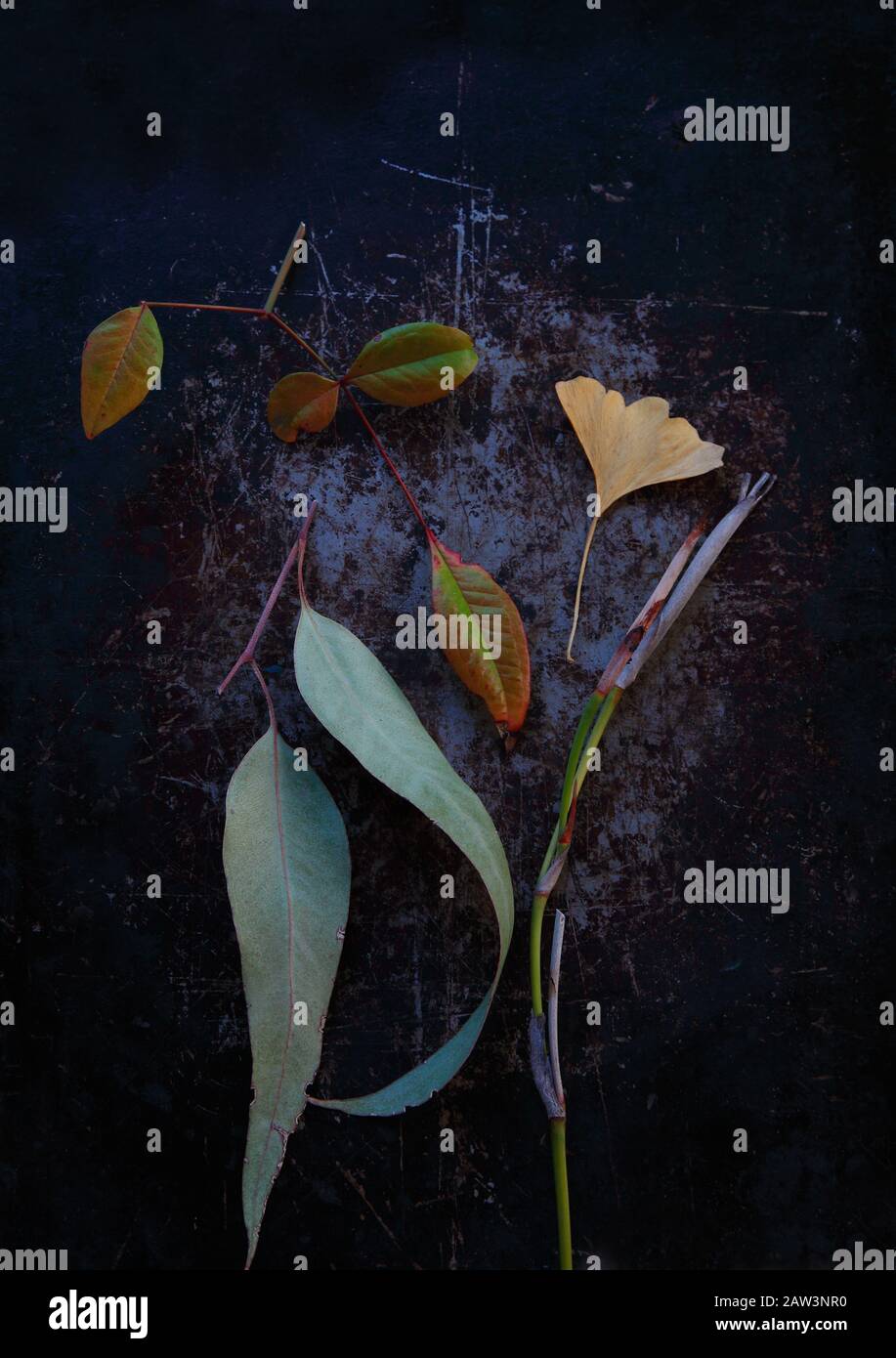 Eucalyptus, ginkgo and nankin leaves with fortnightly lily stalk Stock Photo