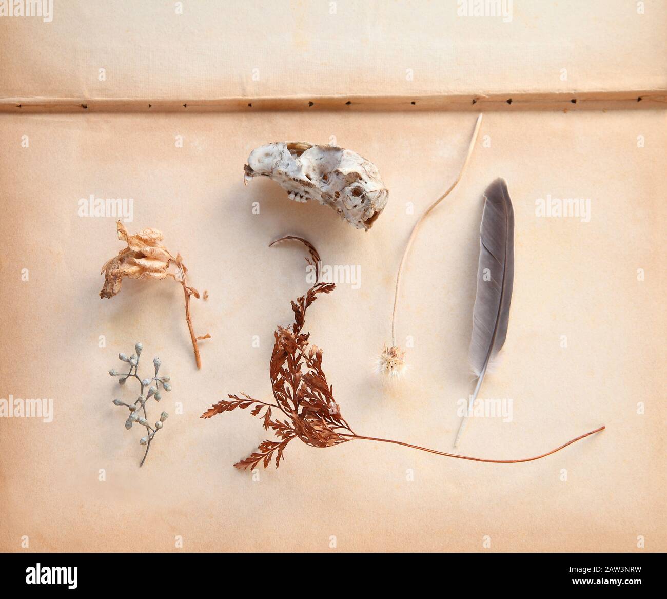 Natural objects hires stock photography and images Alamy