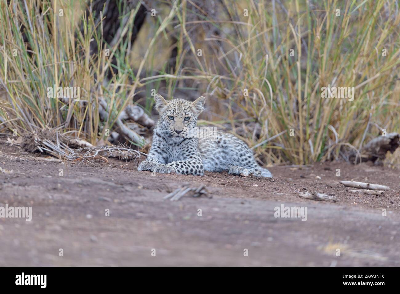 Leopard cub, baby leopard portrait in the wilderness Stock Photo - Alamy