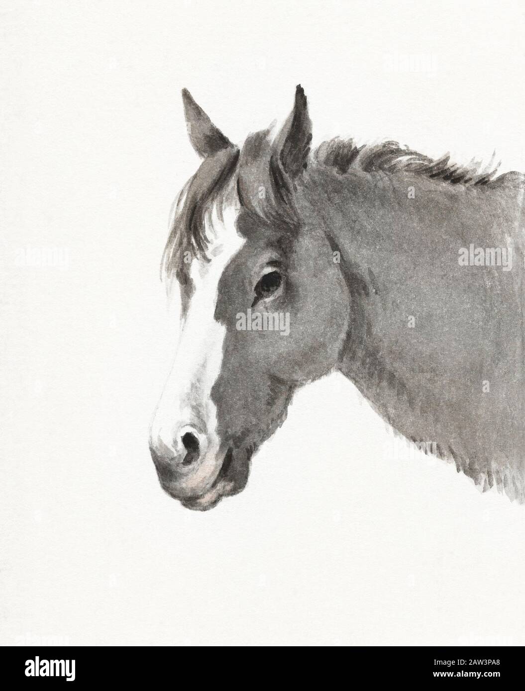 Vintage horse art illustration Stock Photo Alamy