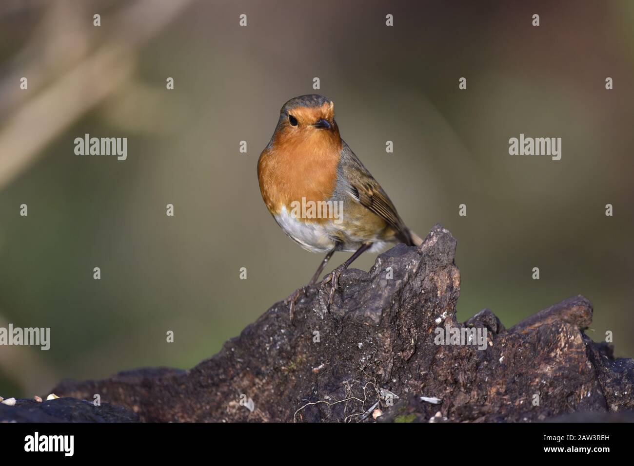 European Robin Erithacus rubecula Perched on Log Facing Camera in Winter Stock Photo