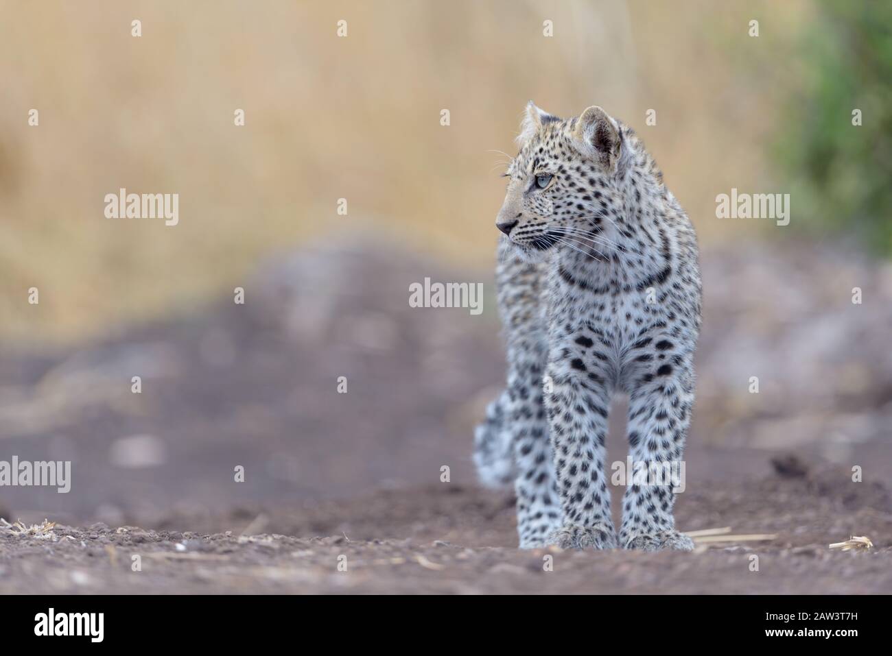 Leopard cub, baby leopard portrait in the wilderness Stock Photo - Alamy