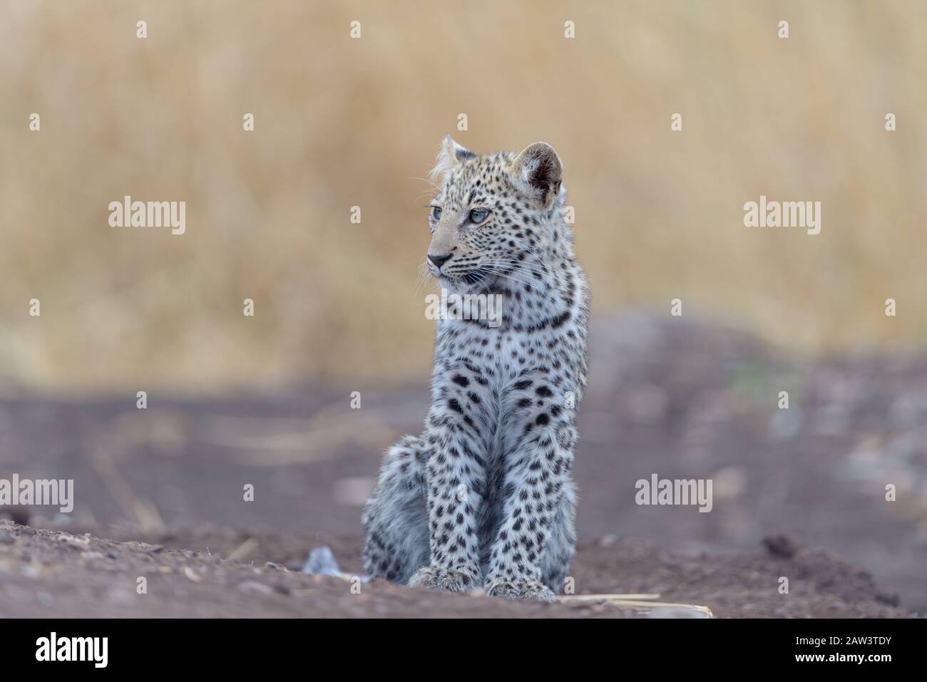 Leopard cub, baby leopard portrait in the wilderness Stock Photo - Alamy