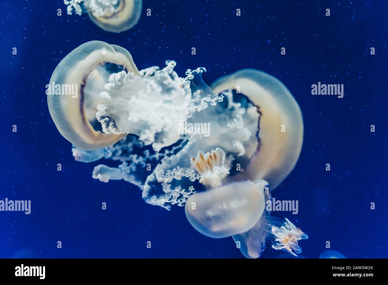 Pretty and beautiful jellyfish floating in the blue water Stock Photo ...