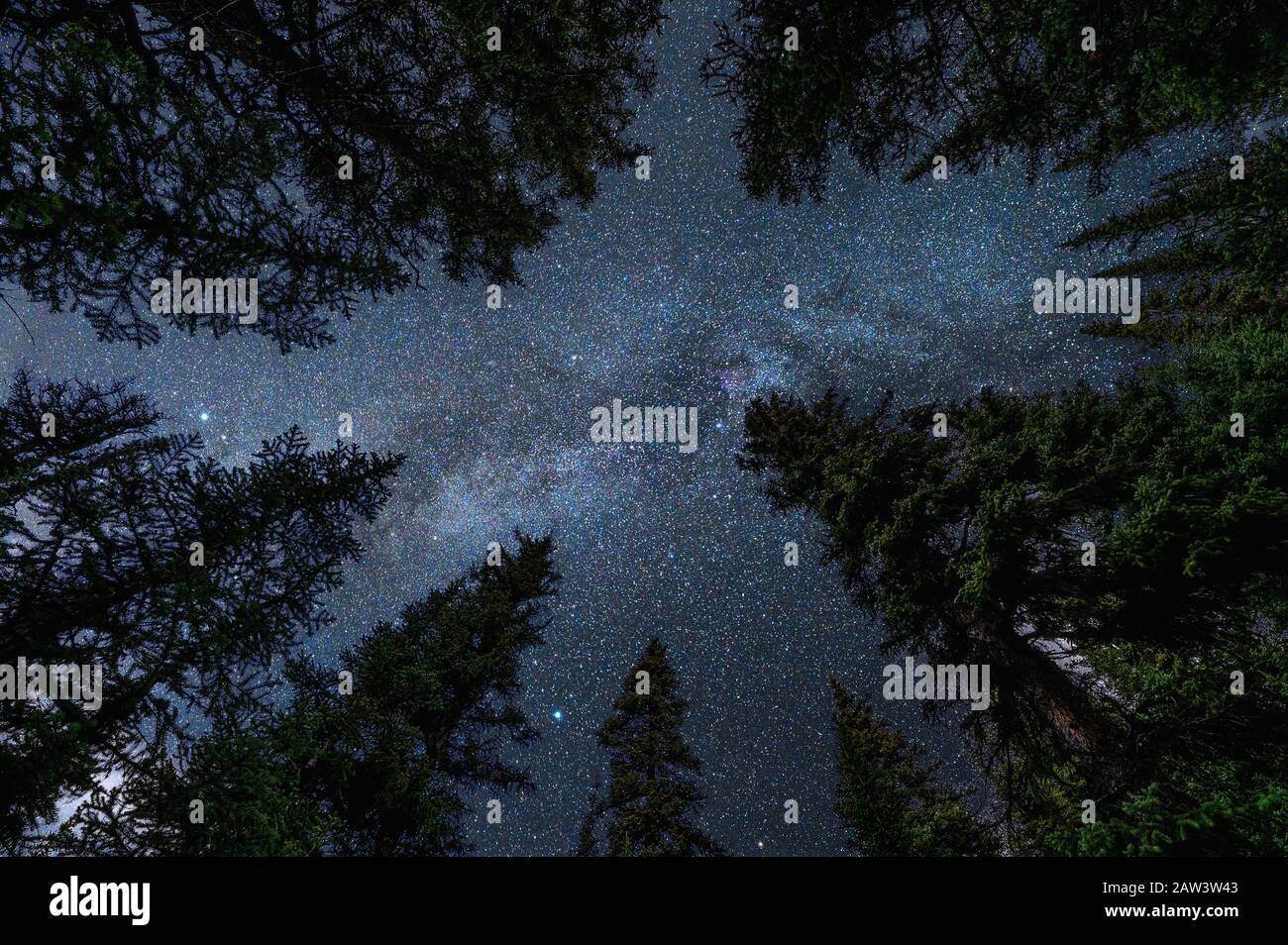 Pine trees with with milky way in the night sky at national park Stock ...