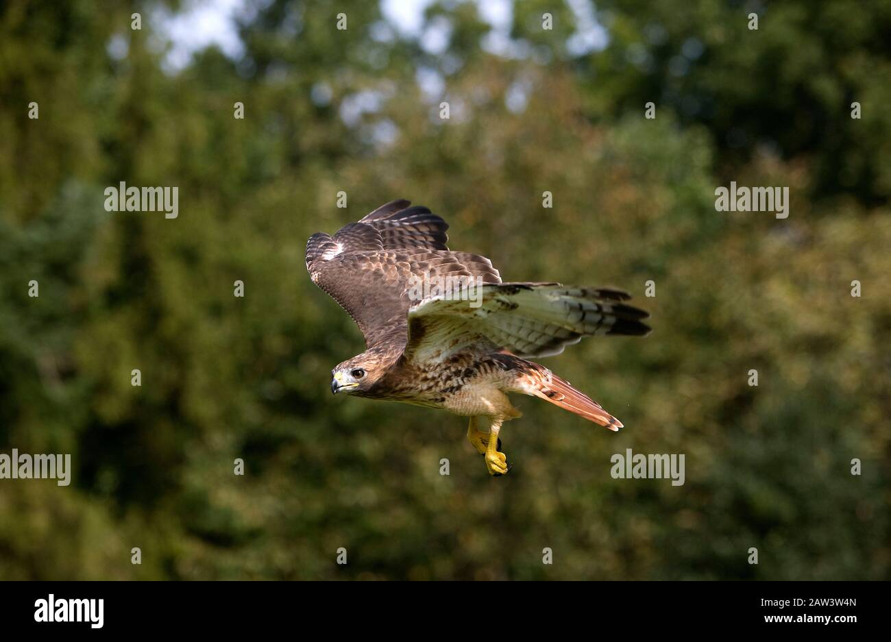 Red-Tailed Hawk, buteo jamaicensis, Adult in Flight Stock Photo - Alamy