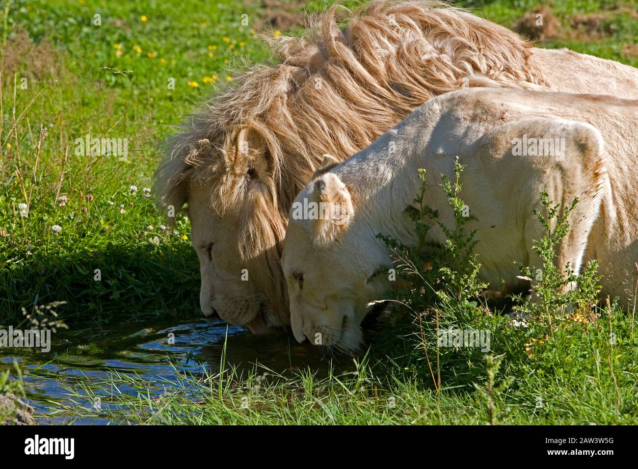 White Lion, panthera leo krugensis, Male and Female at Water Hole Stock Photo