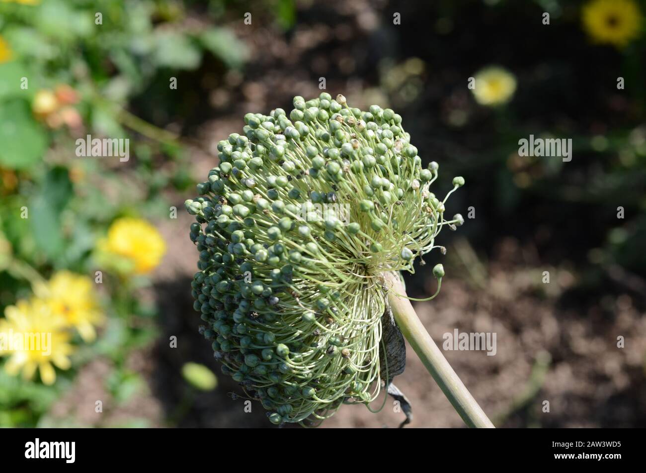 Leek seeds flower Stock Photo