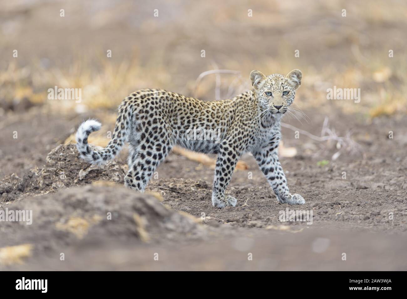 Leopard cub, baby leopard portrait in the wilderness Stock Photo - Alamy