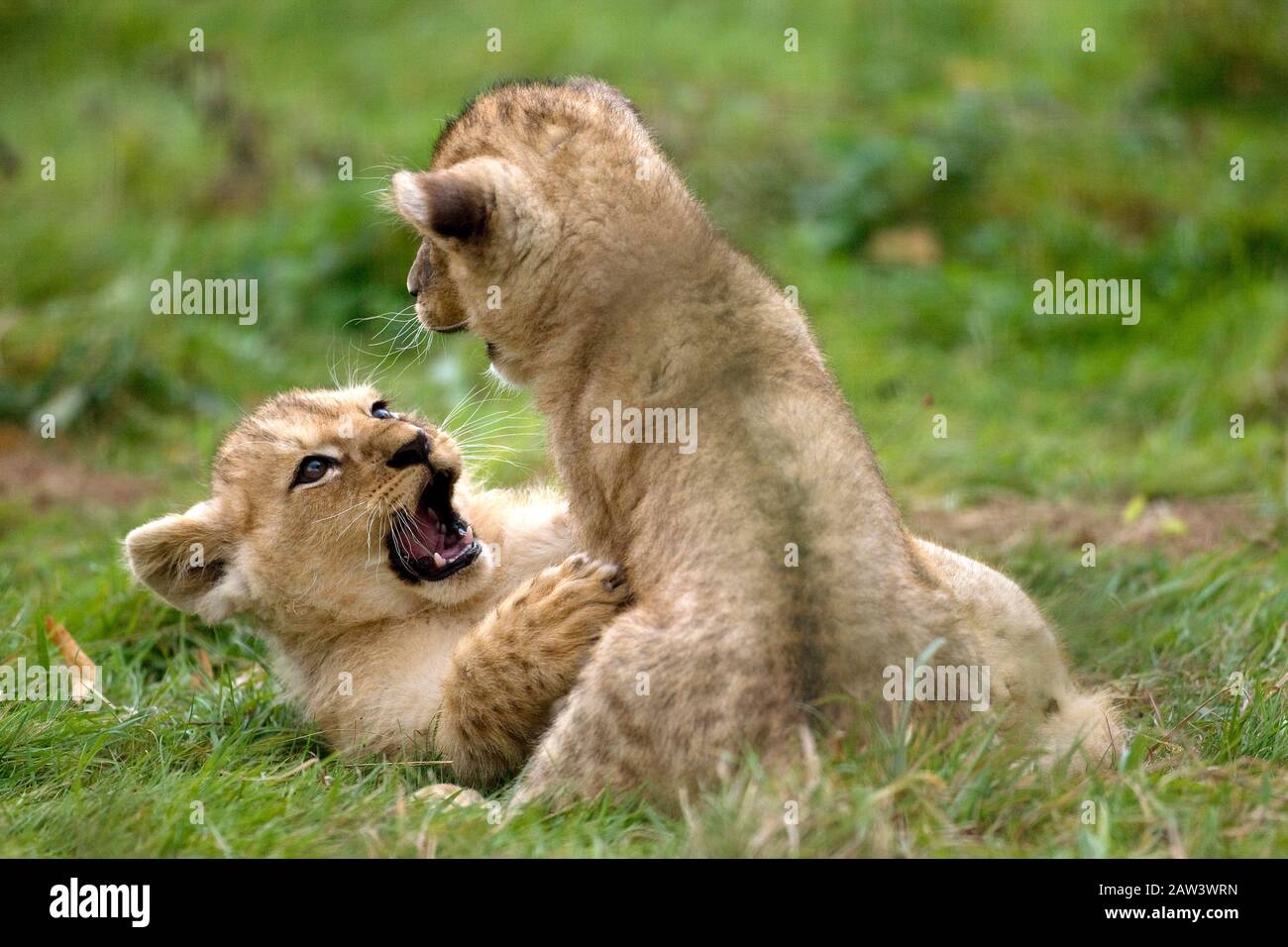 Katanga Lion or Southwest African Lion, panthera leo bleyenberghi,   Cub Playing Stock Photo