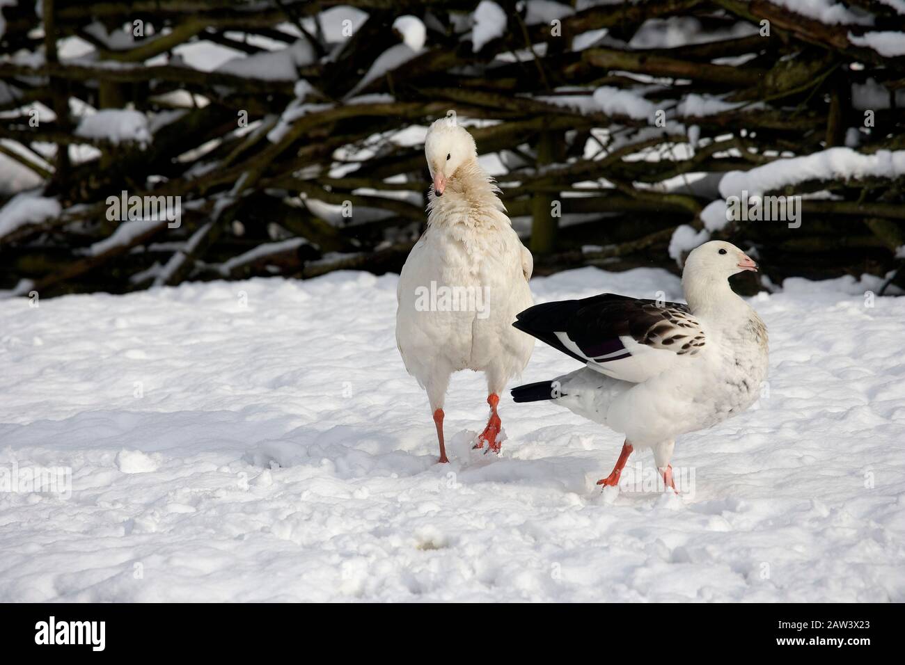 Andean Goose, chloephaga melanoptera, Pair standing on Snow Stock Photo
