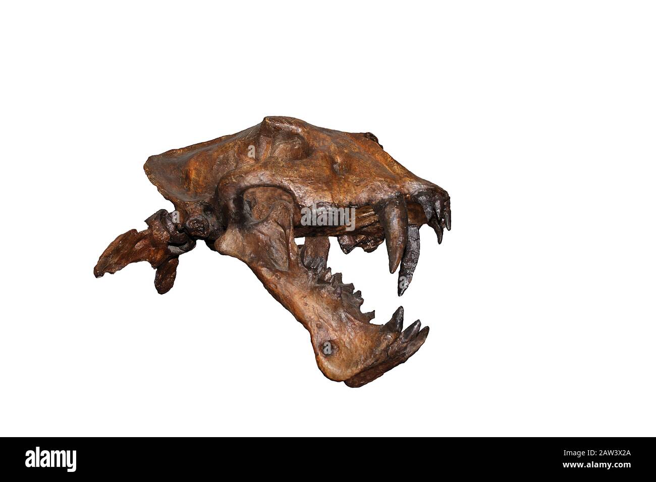 Skull of Scimitar Cat, homotherium serum, Sabre-toothed Cat became extinct 10 000 years ago, Museum Exhibit, Beringia Museum, Yukon, Canada Stock Photo