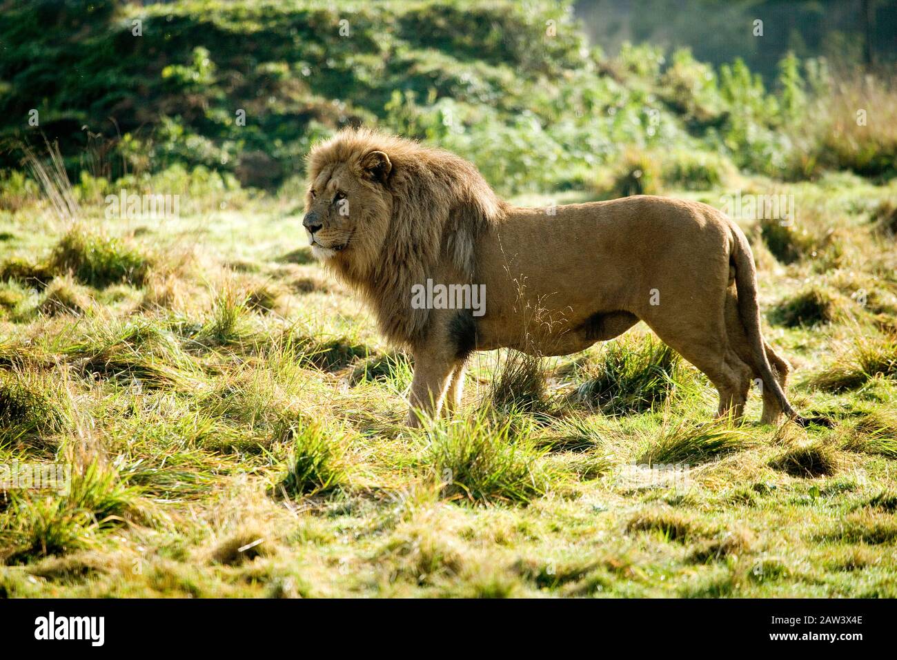 Katanga Lion or Southwest African Lion, panthera leo bleyenberghi, Male standing on Grass Stock Photo