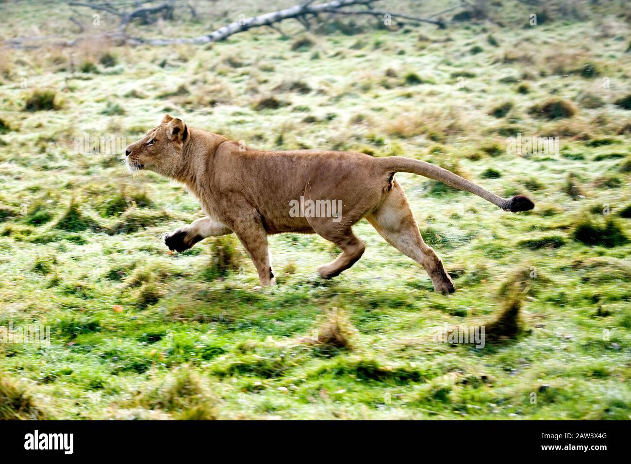 Katanga Lion or Southwest African Lion, panthera leo bleyenberghi, Female walking Stock Photo
