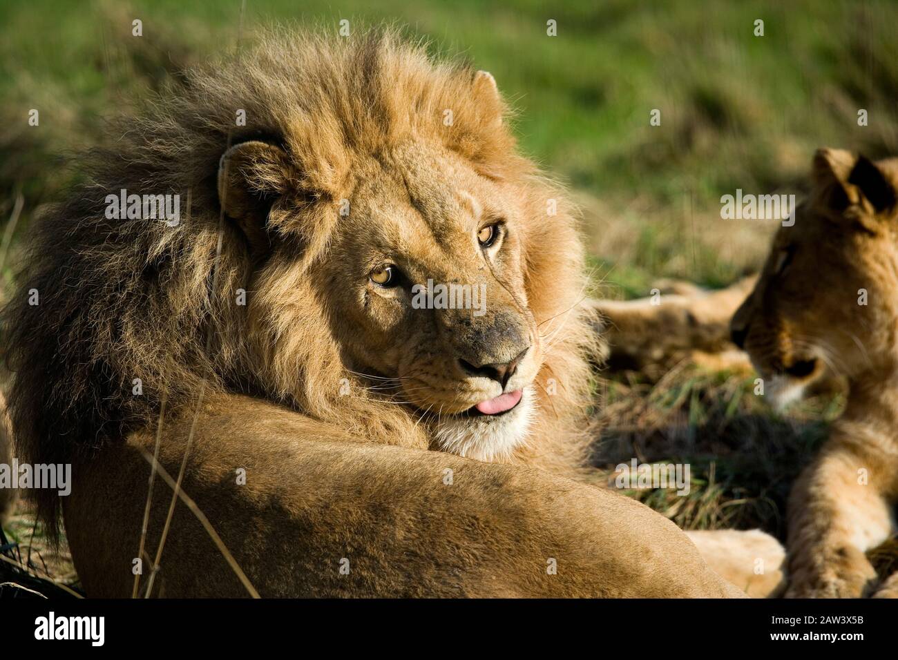 Katanga Lion or Southwest African Lion, panthera leo bleyenberghi, Male laying Stock Photo