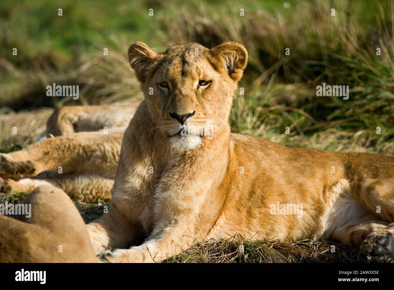 Katanga Lion or Southwest African Lion, panthera leo bleyenberghi, Female laying Stock Photo