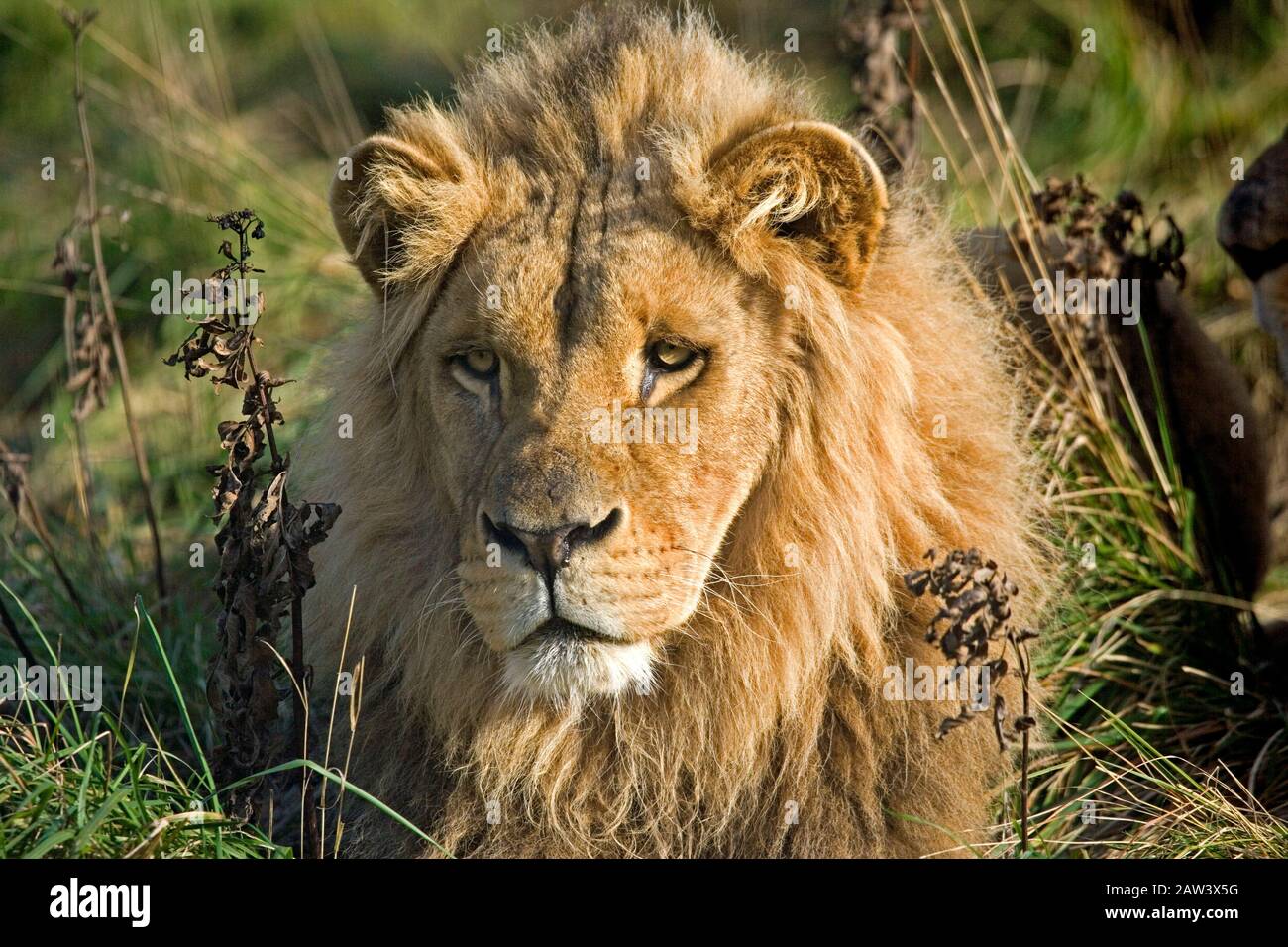 Katanga Lion or Southwest African Lion, panthera leo bleyenberghi, Portrait of Male Stock Photo