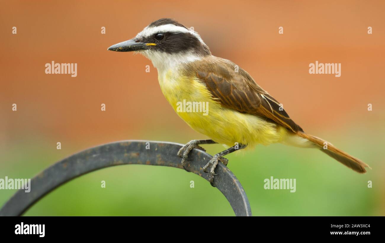 A beautiful bird yellow chest Tyrannus Pitangus also called benteveo Stock Photo