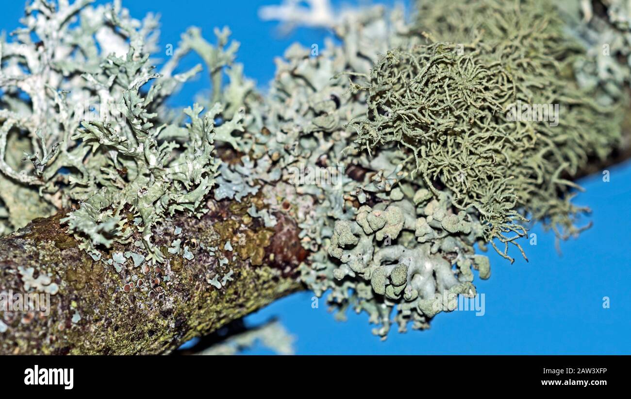 Lichen, Hypogymnia tubulosa, Hypogymnia physodes and Usnea hirta on birch branch in winter, Angus, Scotland, UK Stock Photo