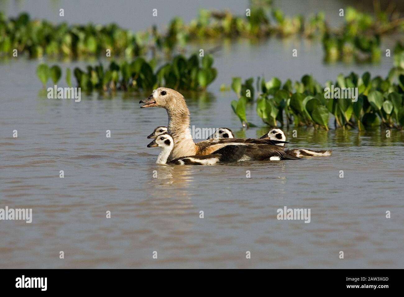 Orinoco Goose, neochen jubata, Adult with Chicks standing in Water, Los Lianos in Venezuela Stock Photo
