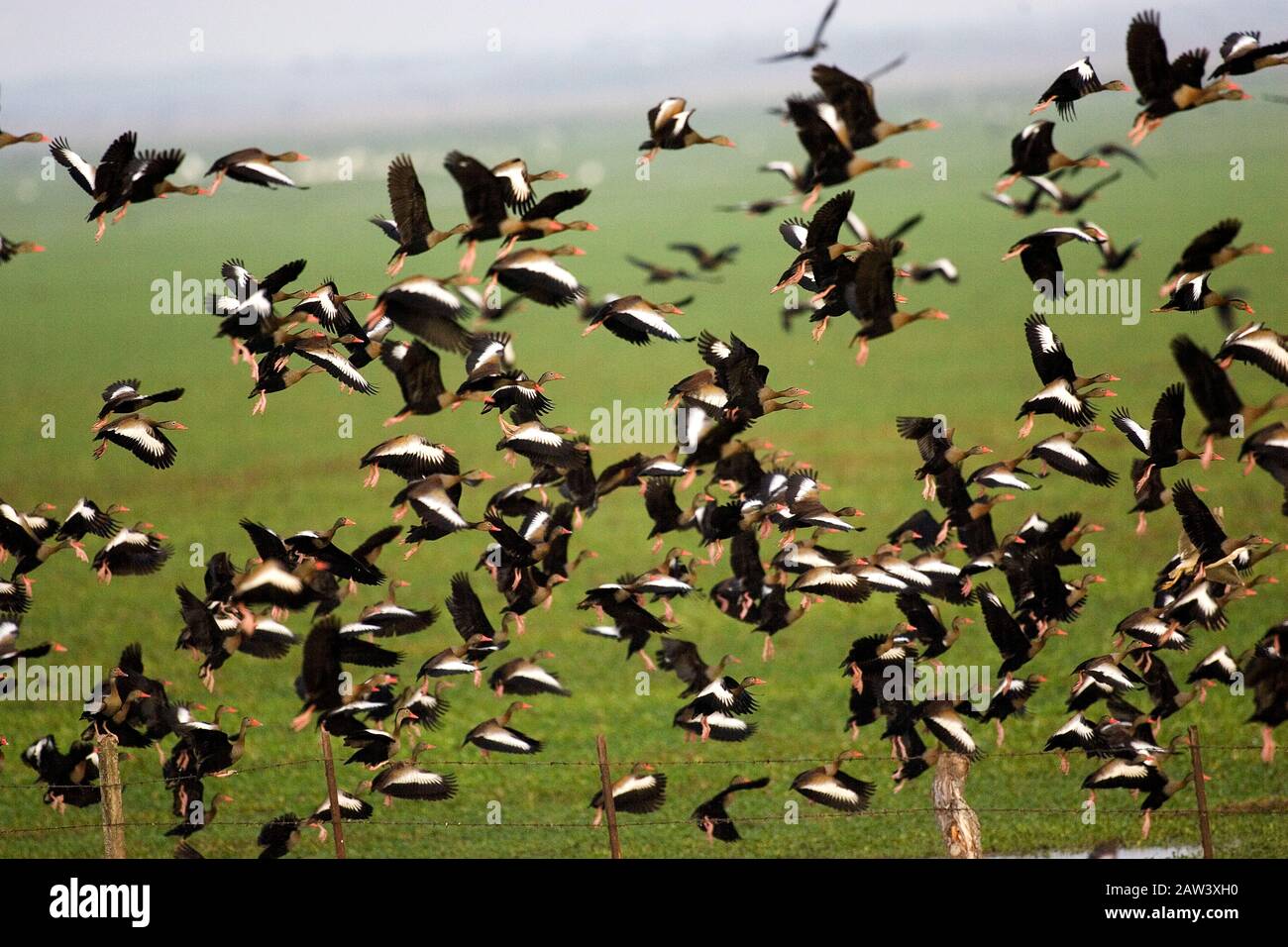 Red-Billed Whistling Duck,  dendrocygna automnalis, Group in Flight, Los Lianos in Venezuela Stock Photo