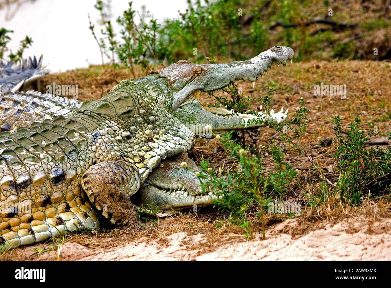 Orinoco Crocodile, crocodylus intermedius, Adult with Open Mouth Regulating Body Temperature, Los Lianos in Venezuela Stock Photo