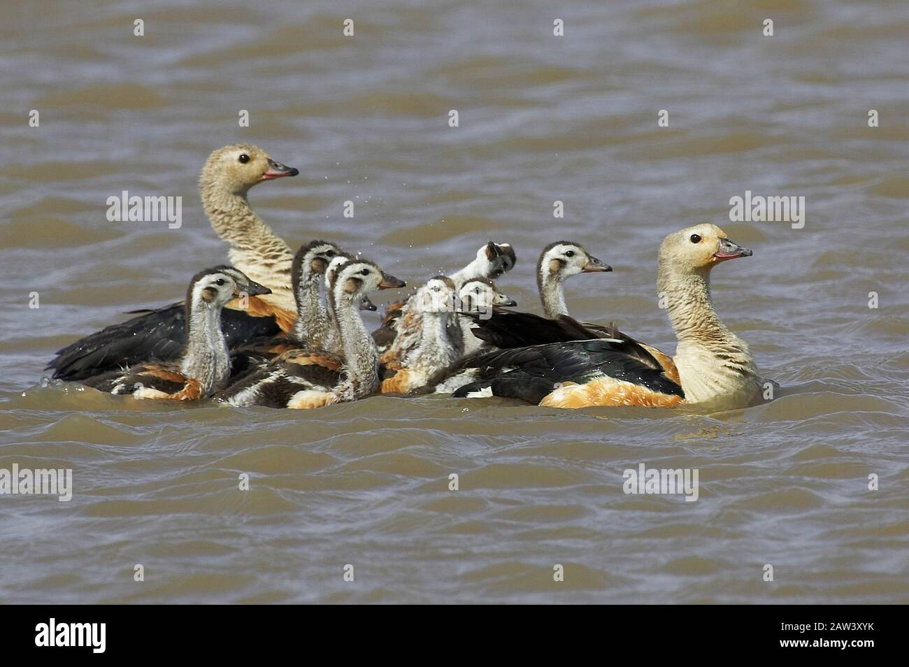 Orinoco Goose, neochen jubata, Pair with Chicks standing in Water, Los Lianos in Venezuela Stock Photo