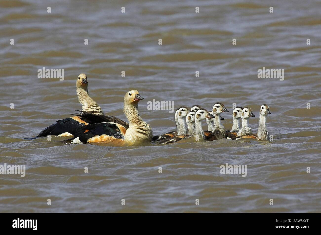 Orinoco Goose, neochen jubata, Pair with Chicks standing in Water, Los Lianos in Venezuela Stock Photo