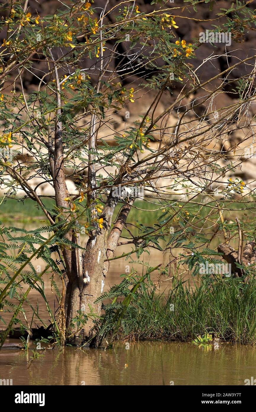 Balsa Wood Tree, aeschynomene elaphroxylon, Trees at Baringo Lake in Kenya Stock Photo