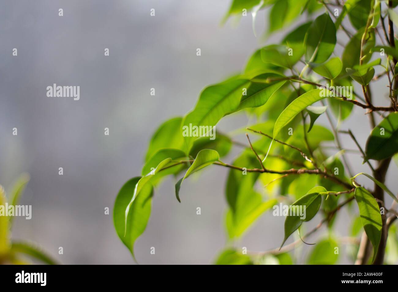 Branch tree green sprout hi-res stock photography and images - Alamy