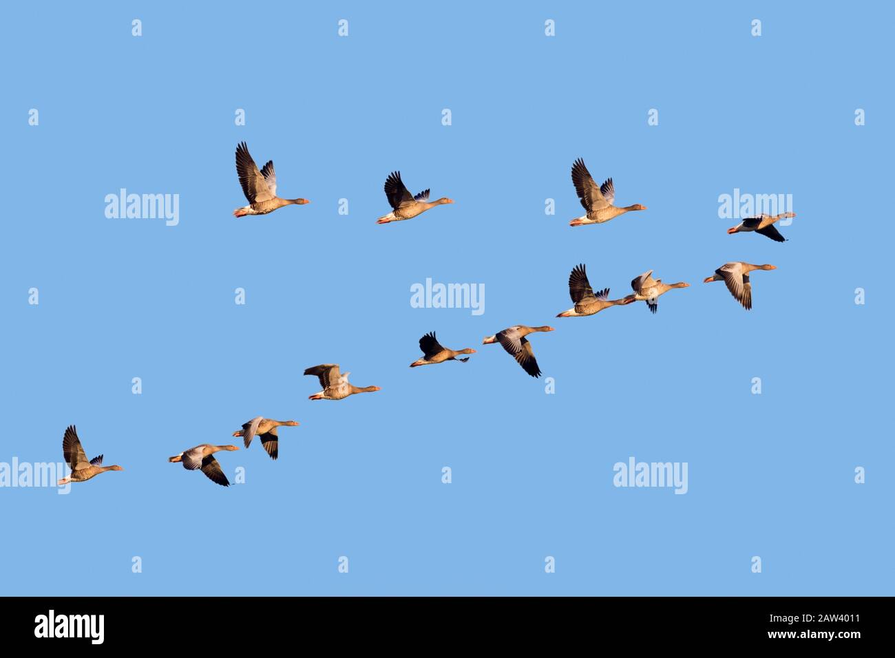 Flock of migrating greylag geese (Anser anser) flying in V formation against blue sky in autumn / fall Stock Photo