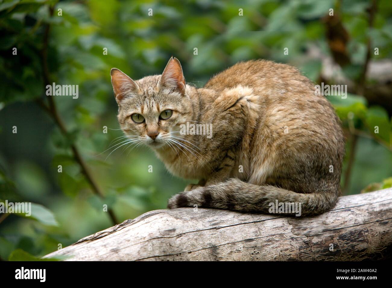 African Wildcat, felis silvestris lybica, Adult standing on Branch Stock Photo