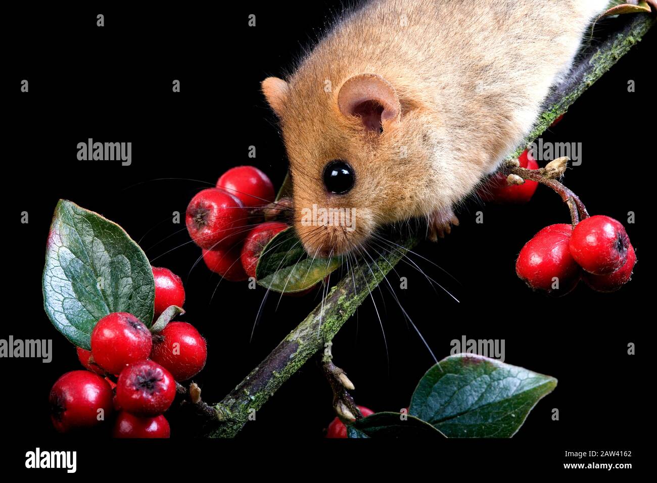 Common Dormouse, muscardinus avellanarius, Adult standing on Branch with Berries, Normandy Stock Photo