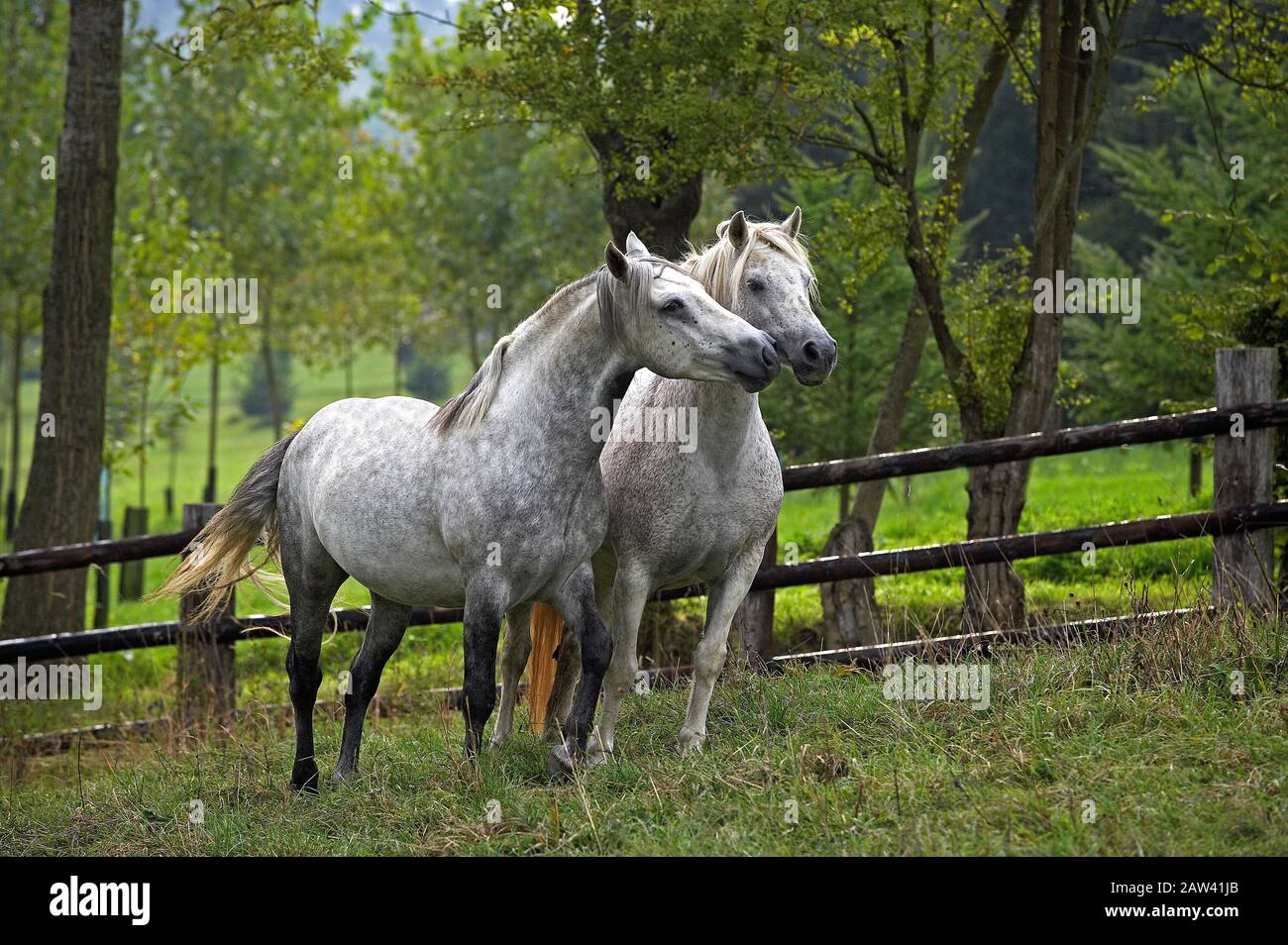 Connemara Pony standing in Paddock Stock Photo Alamy