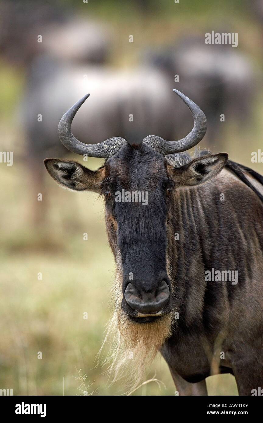 Blue Wildebeest, connochaetes taurinus, Portrait of Adult, Masai Mara Park in Kenya Stock Photo