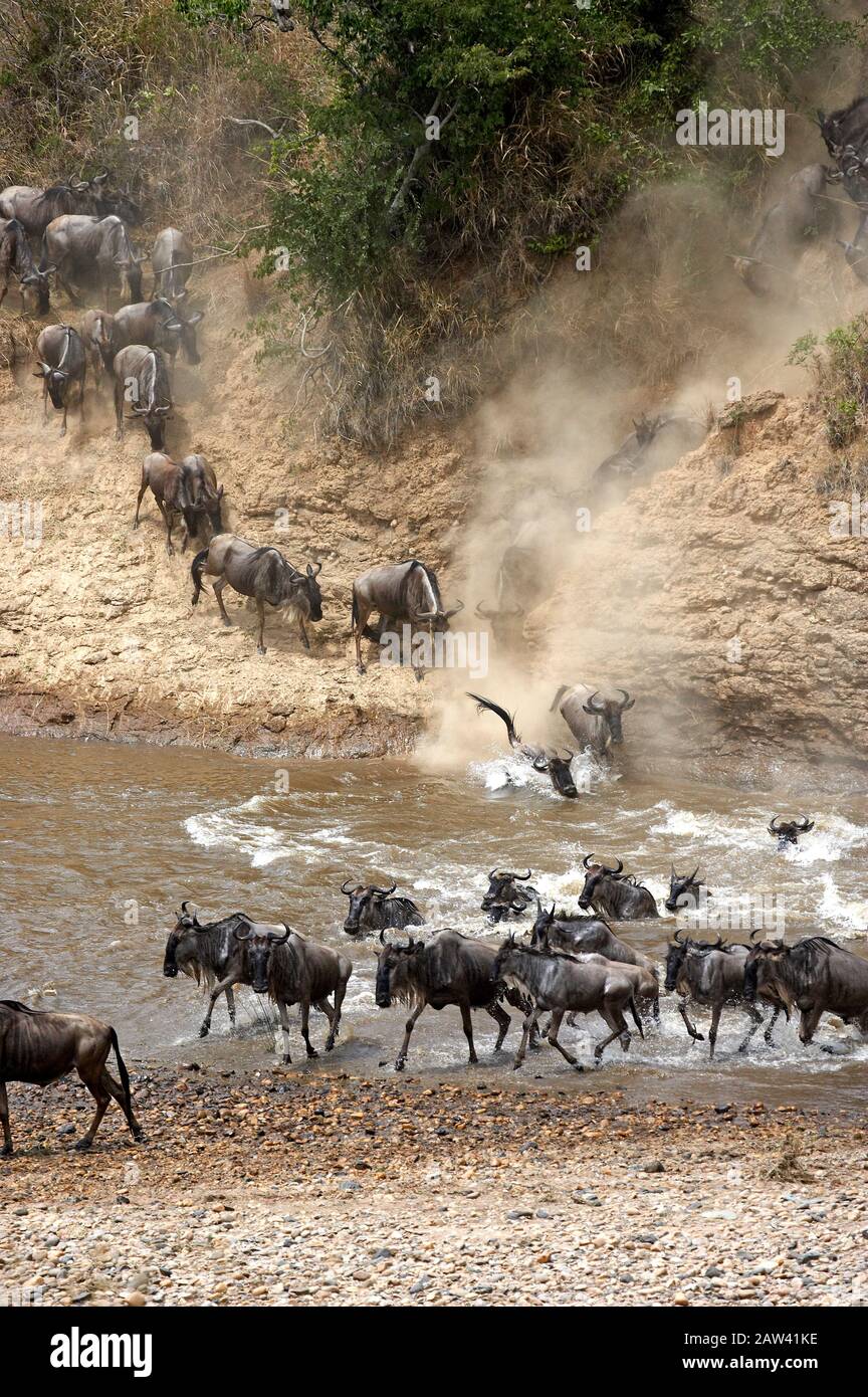 Blue Wildebeest, connochaetes taurinus, Herd crossing Mara River during Migration, Masai Mara Park in Kenya Stock Photo
