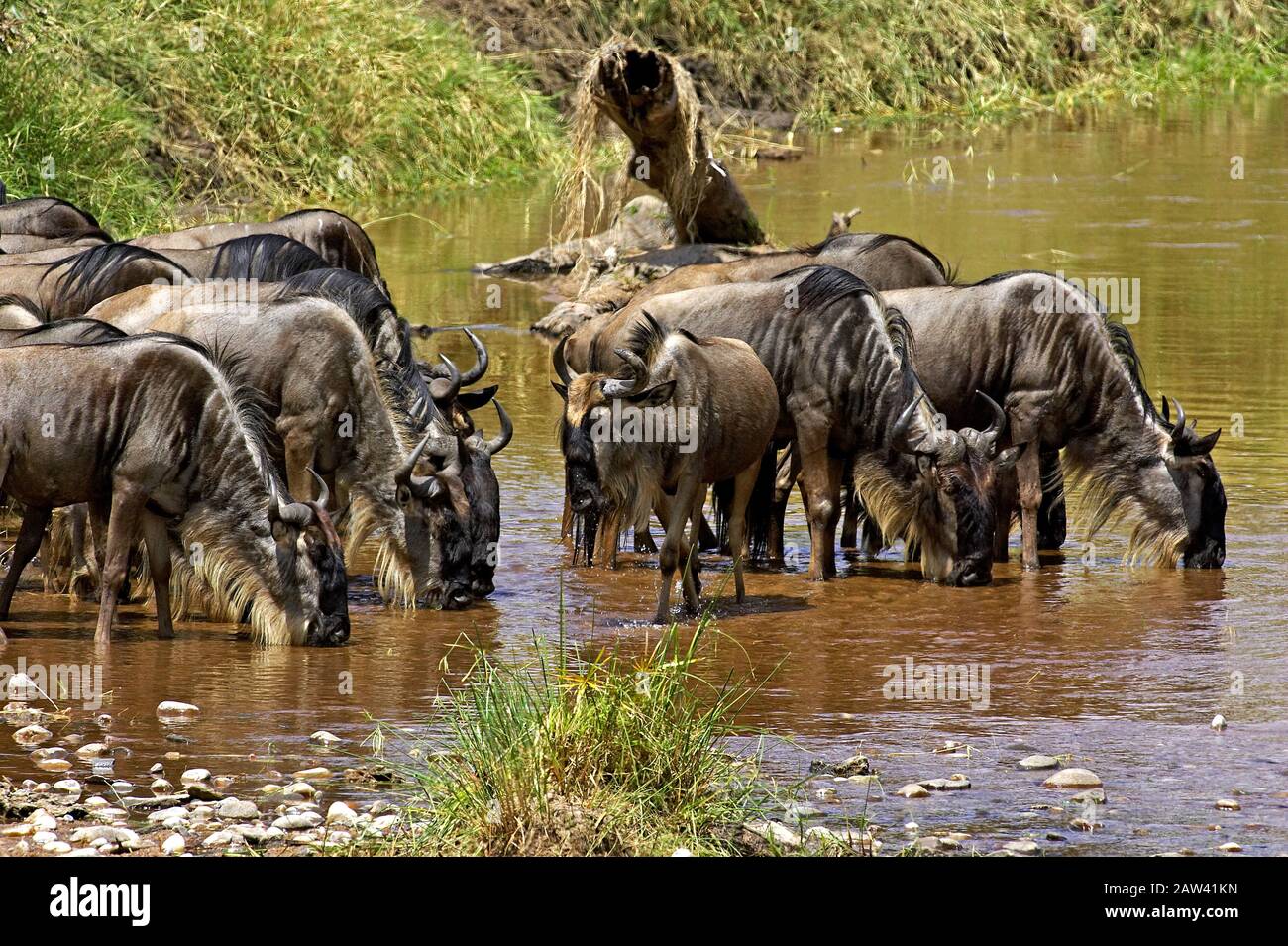 Blue Wildebeest, connochaetes taurinus, Herd Drinking at River, Masai Mara Park in Kenya Stock Photo