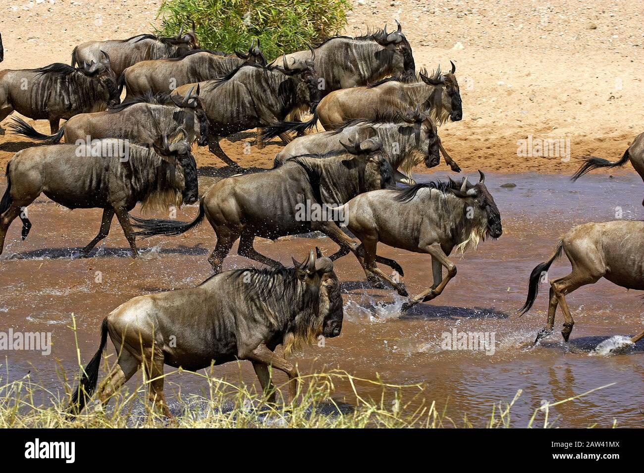 Blue Wildebeest, connochaetes taurinus, Herd Crossing River during Migration, Masai Mara Park in Kenya Stock Photo