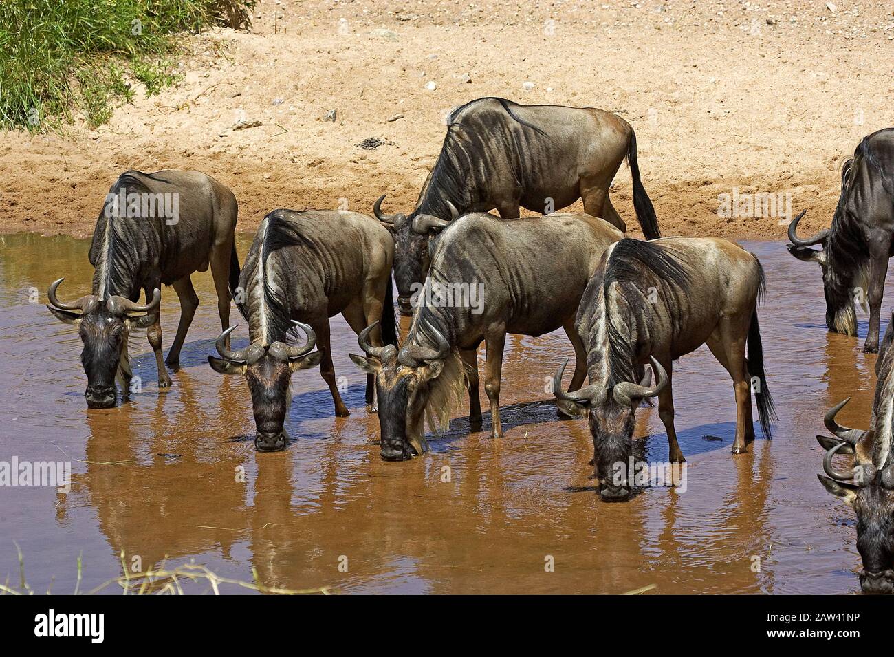 Blue Wildebeest, connochaetes taurinus, Herd drinking at Water Hole, Masai Mara Park in Kenya Stock Photo