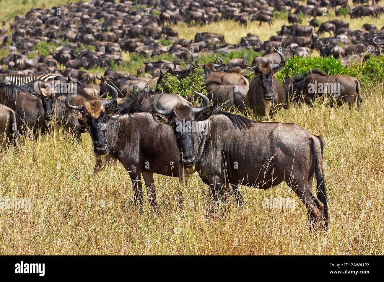 Blue Wildebeest, connochaetes taurinus, Herd Migrating, Masai Mara Park in Kenya Stock Photo